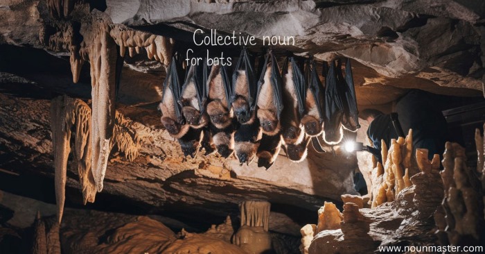 the-amazing-world-of-bats-exploring-collective-nouns-for-bats