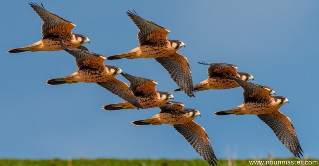 cast-of-falcons