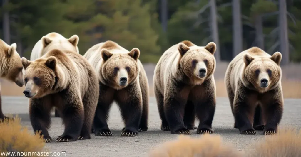 clan-of-bears