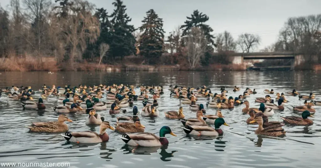 collective-noun-for-ducks-explore-the-rare-group-name