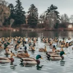 collective-noun-for-ducks-explore-the-rare-group-name