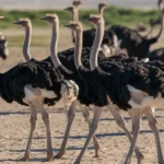 collective-noun-for-ostriches-a-guide-to-their-group-name