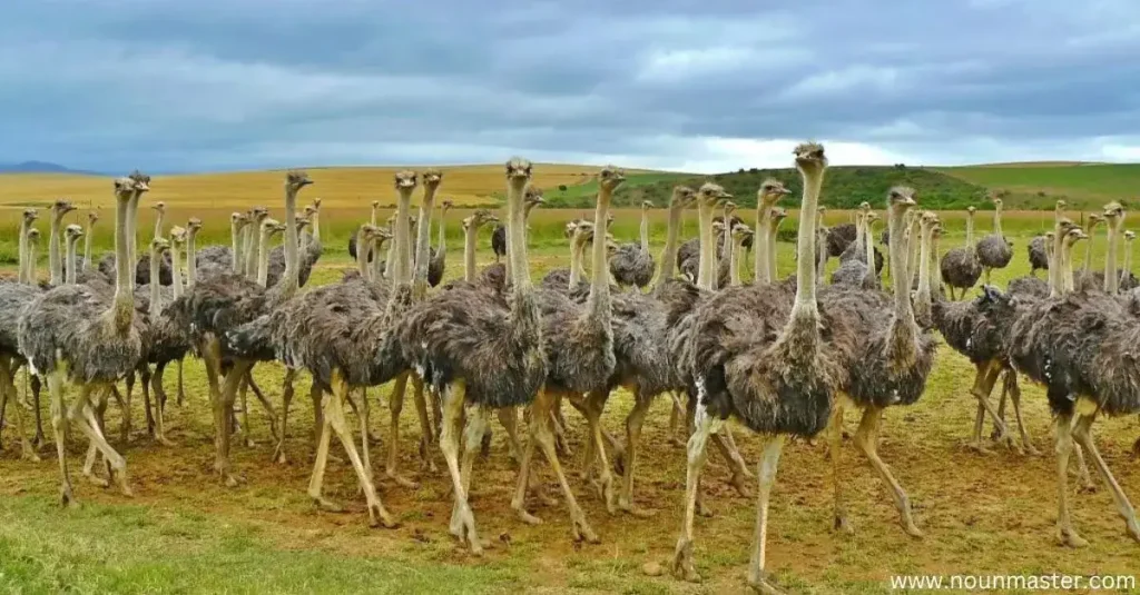 crew-of-ostriches