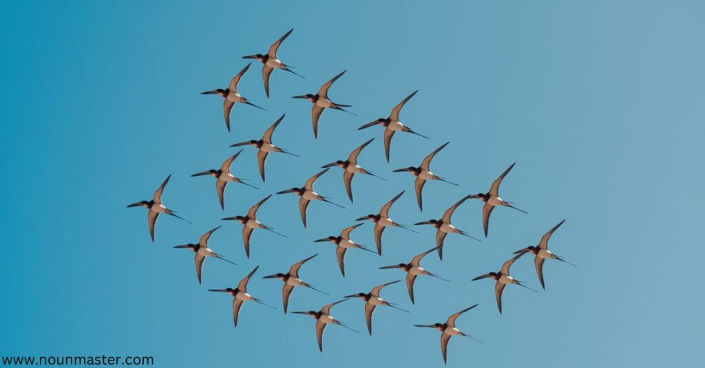 flight-of-swallows