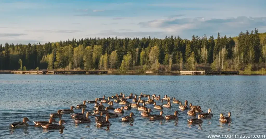 flock-of-ducks