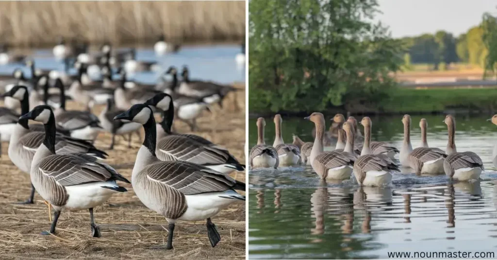 gaggle-of-geese