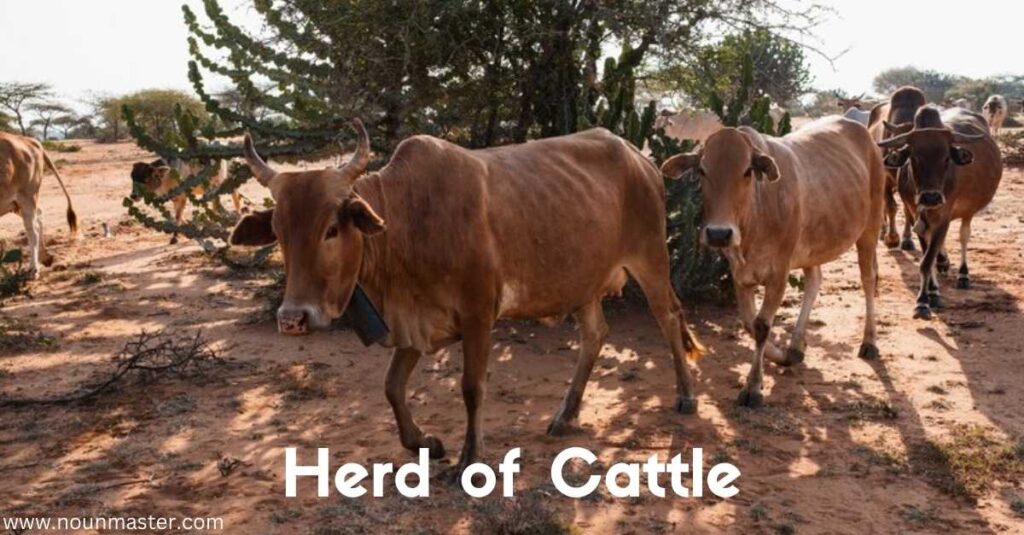 herd-of-cattle