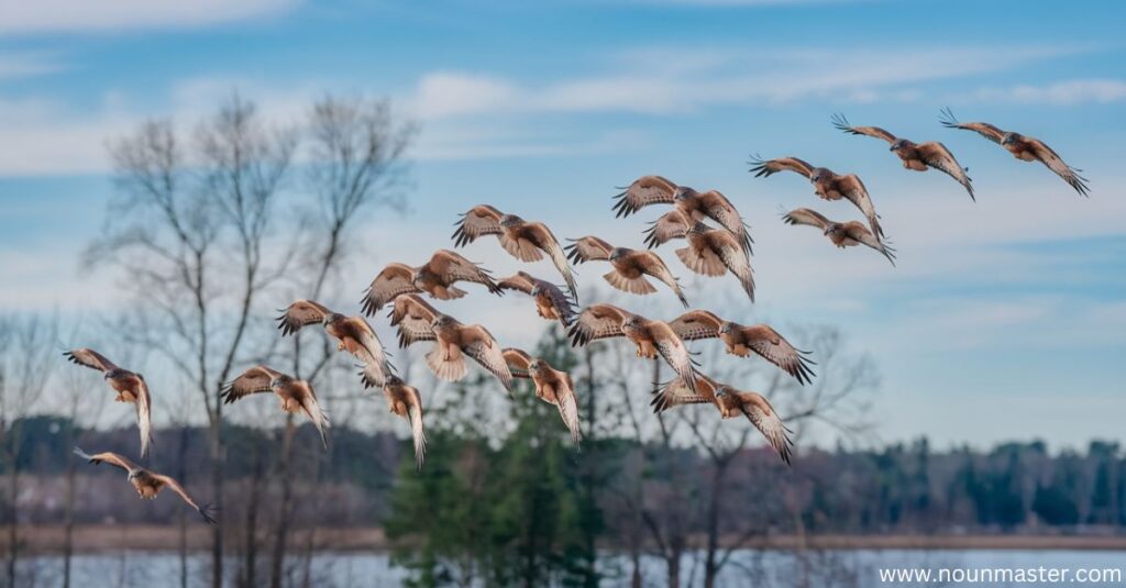 kettle-of-hawks