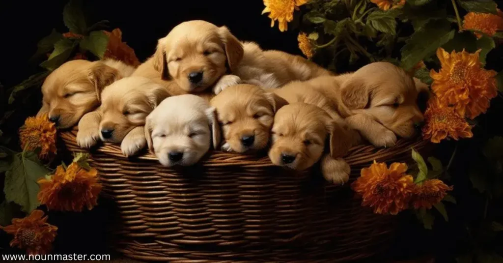 kindle-of-puppies