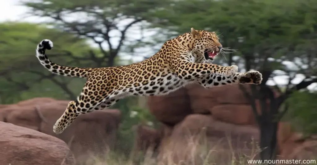 leap-of-leopards