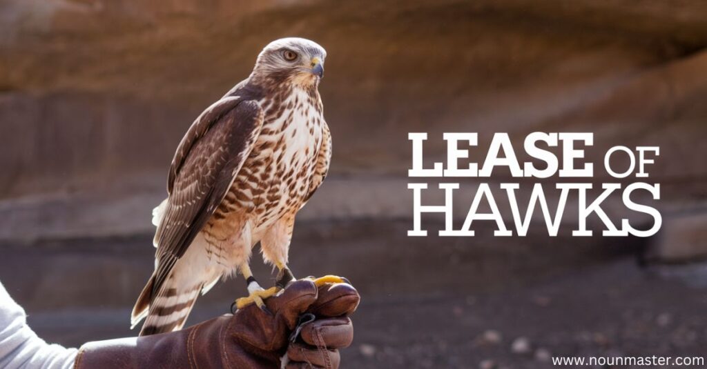 lease-of-hawks