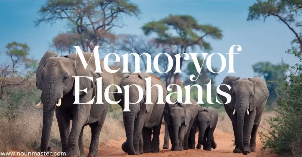 memory-of-elephants