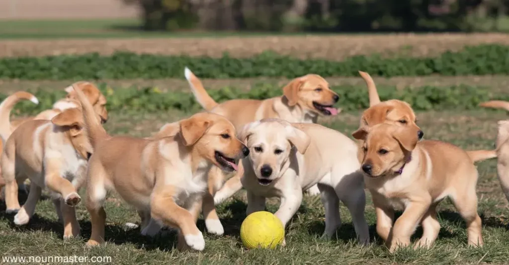 pack-for-puppies