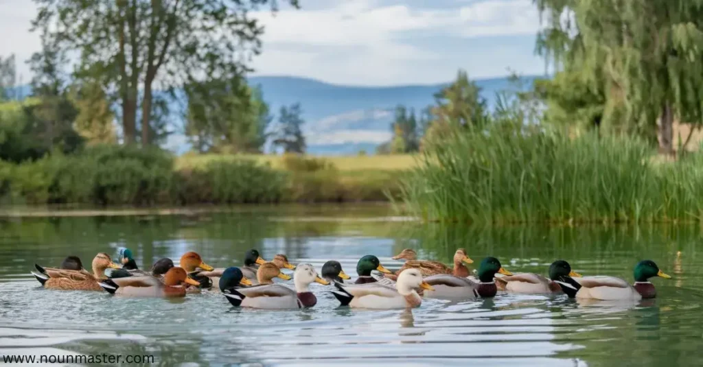 paddling-of-ducks