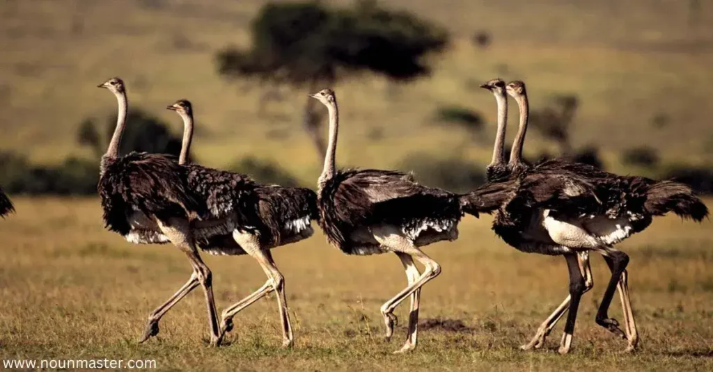 parade-of-ostriches