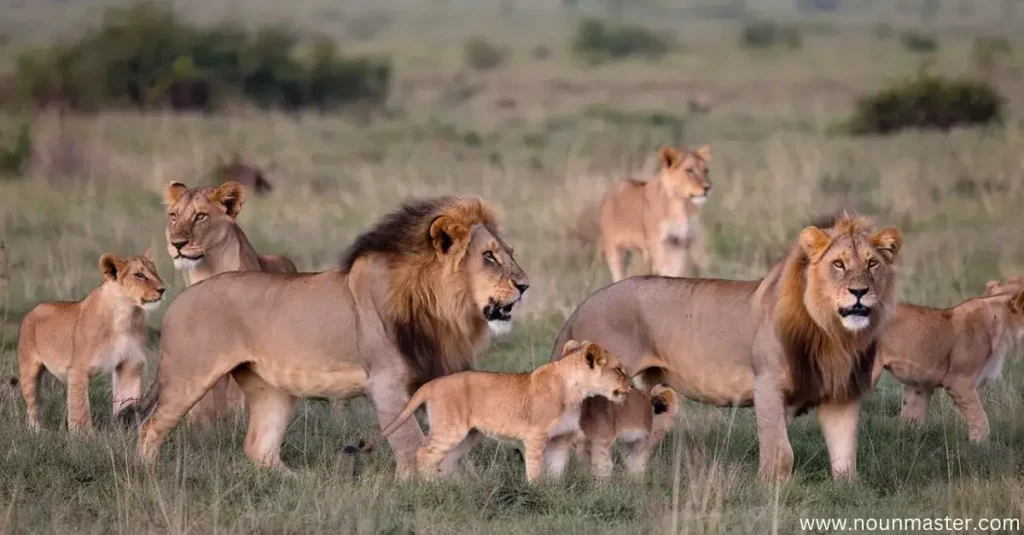 pride-of-lions