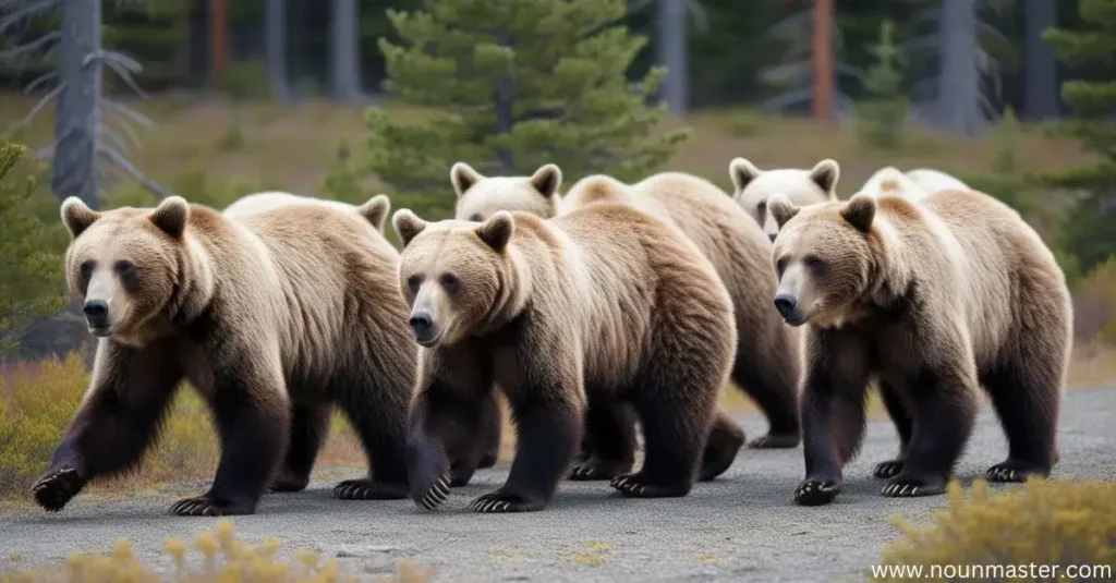 prowl-of-bears