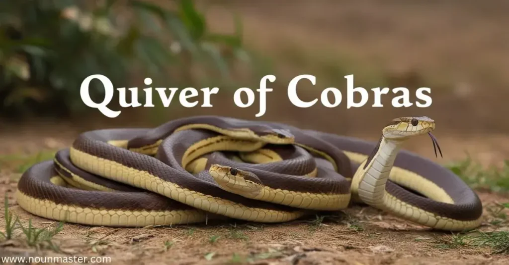 quiver-of-cobras