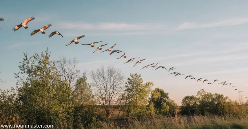 stream-of-hawks