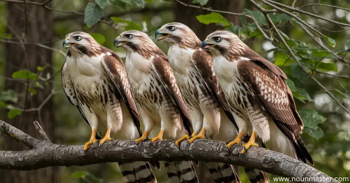 the-wonderful-world-of-hawks-exploring-collective-noun-for-hawks