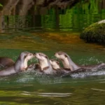 unveiling-their-collective-noun-for-otters-secret-language-of-otters