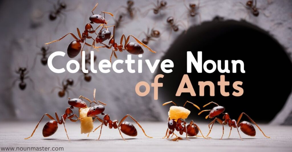 what-a-group-of-ants-is-called