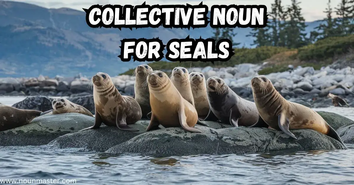 what-do-you-call-a-group-of-seals-collective-nouns-guide