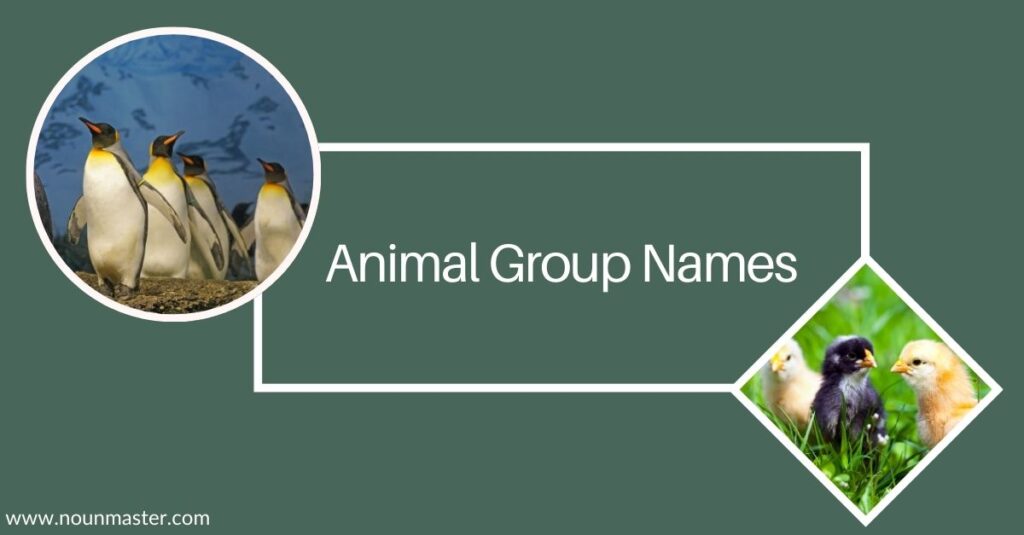 animal-group-names