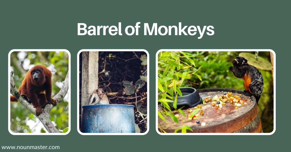 Monkey Examples Examples What is the Collective Noun for a Group of Monkeys?