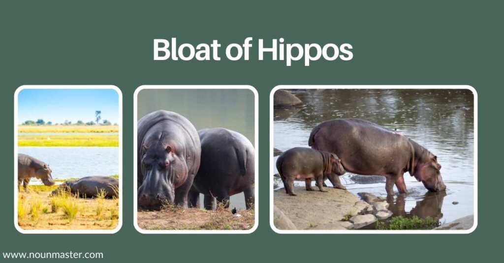 bloat-of-hippos