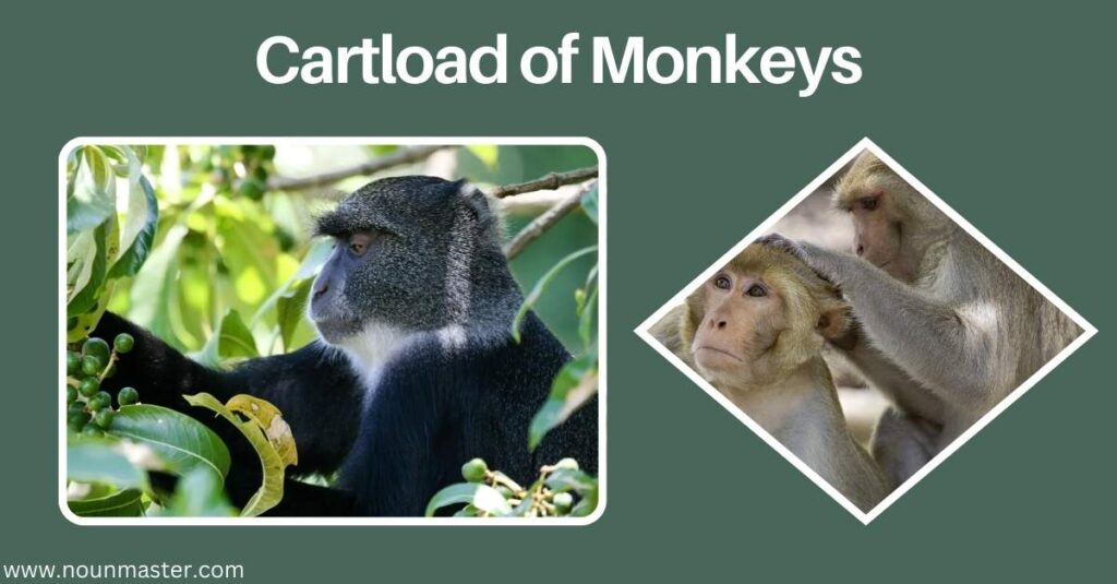 cartload-of-monkeys