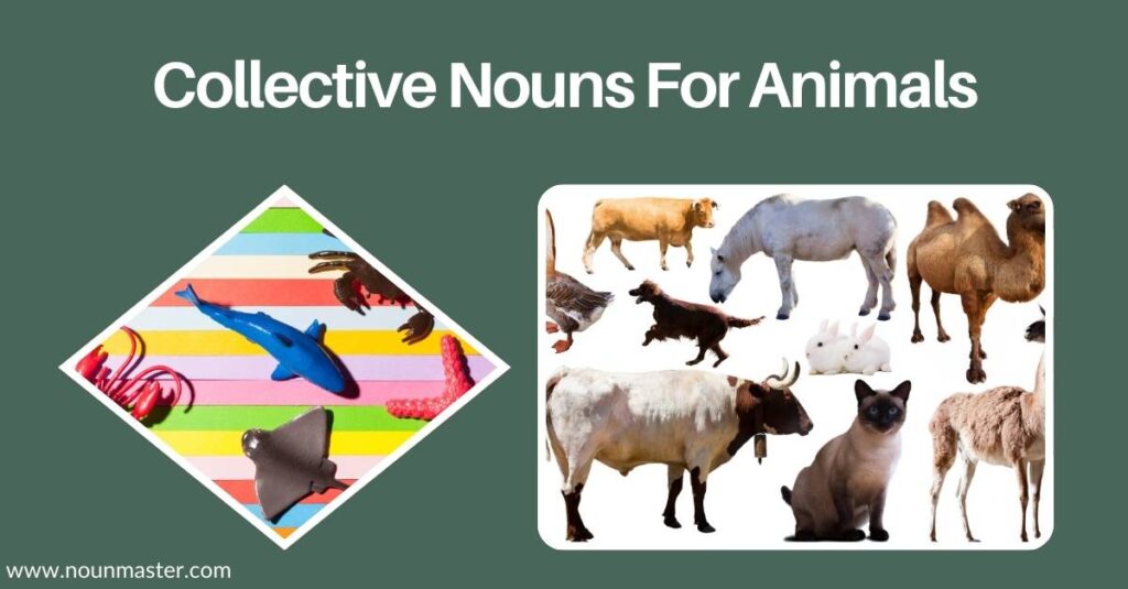 collective-nouns-for-animals