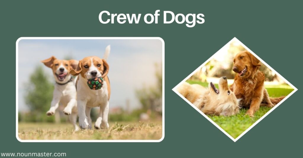 crew-of-dogs