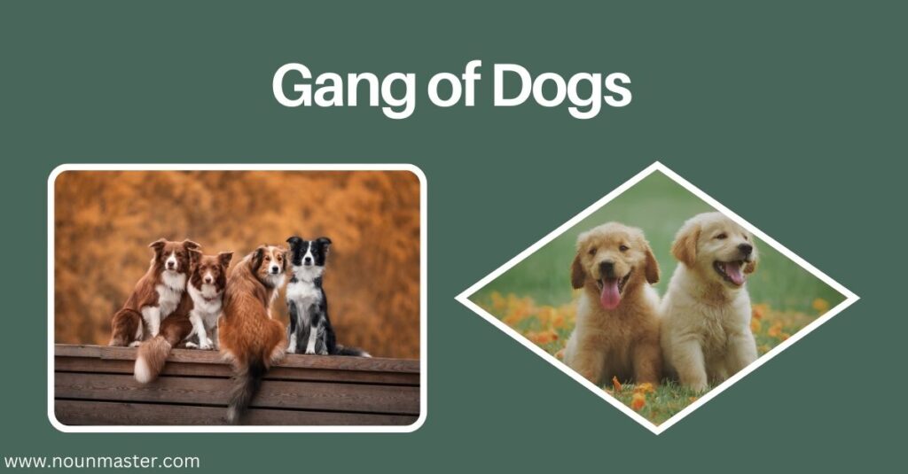 gang-of-dogs