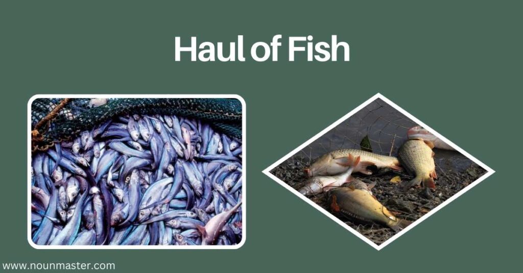 haul-of-fish