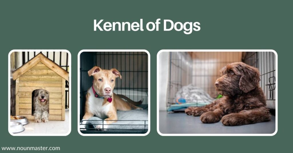 kennel-of-dogs