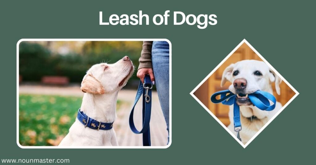 leash-of-dogs