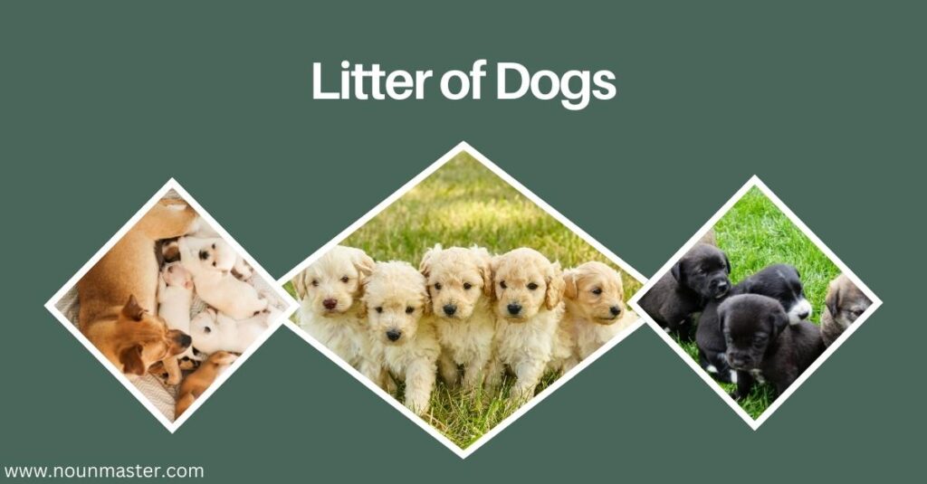 litter-of-dogs