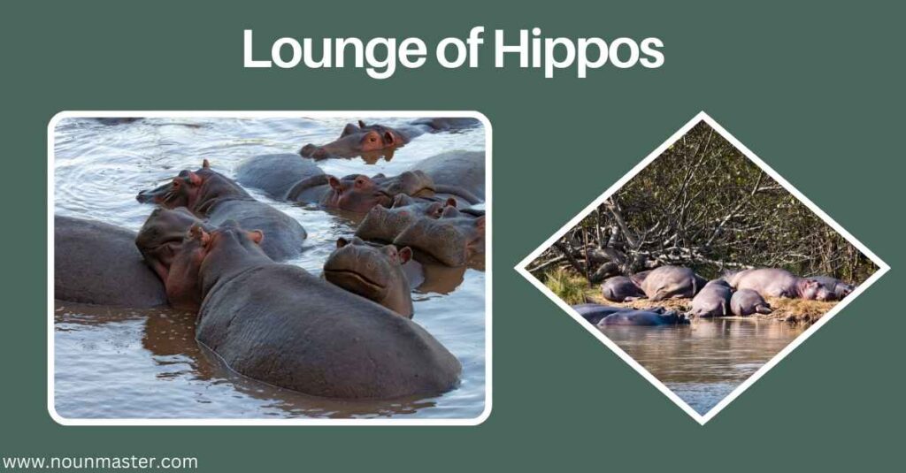 lounge-of-hippos