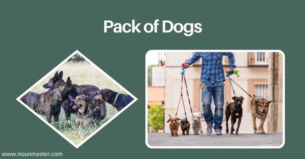 pack-of-dogs