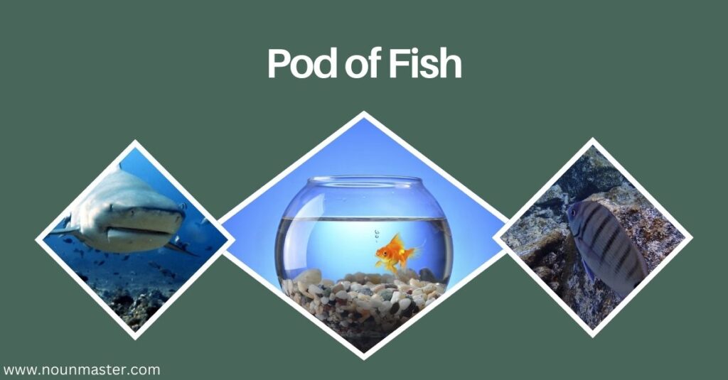 pod-of-fish