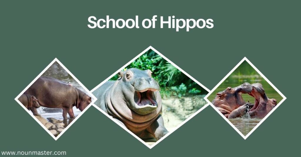 school-of-hippos