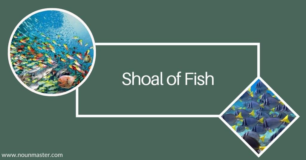 shoal-of-fish