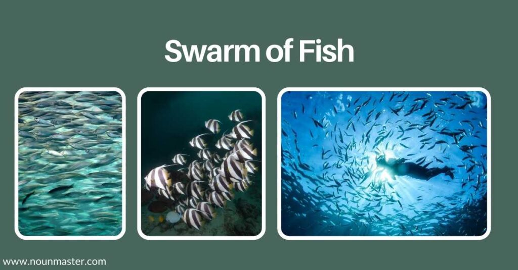 swarm-of-fish