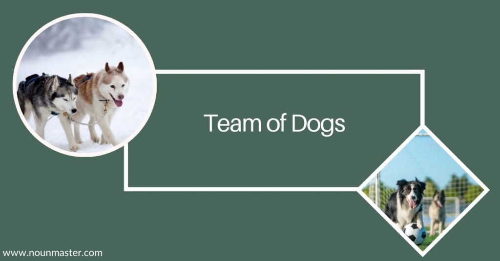 team-of-dogs