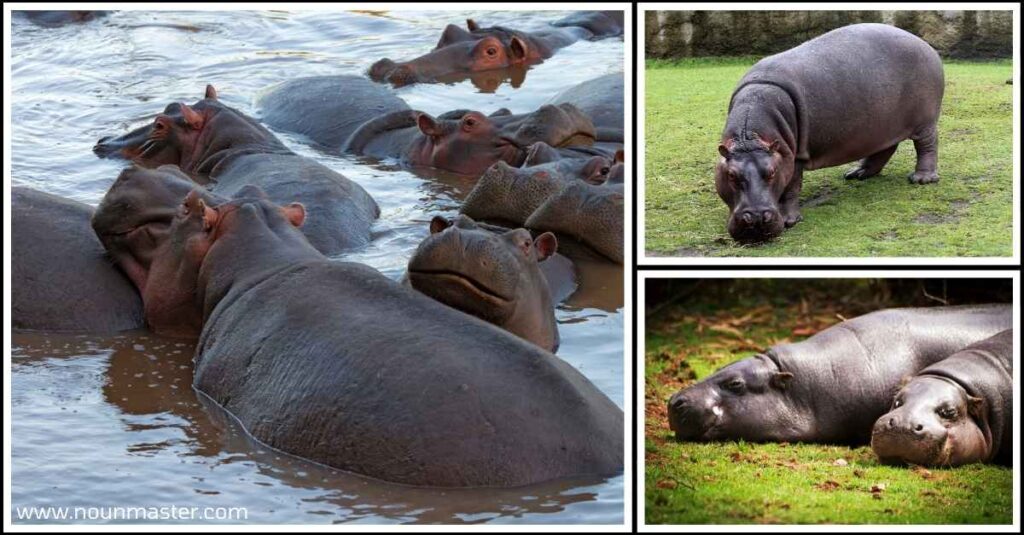 the-collective-noun-for-a-group-of-hippos-is-called