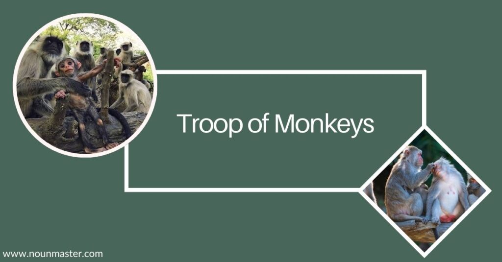 troop-of-monkeys