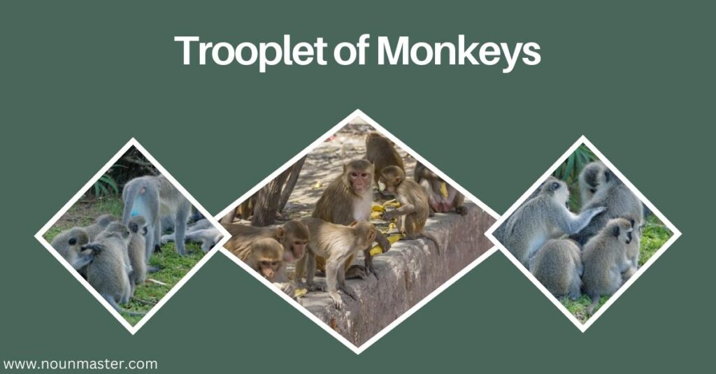 trooplet-of-monkeys