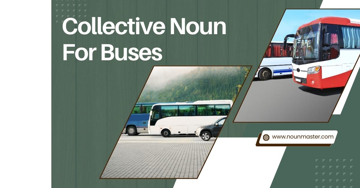 what-is-the-collective-noun-for-buses