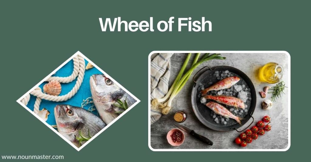 wheel-of-fish